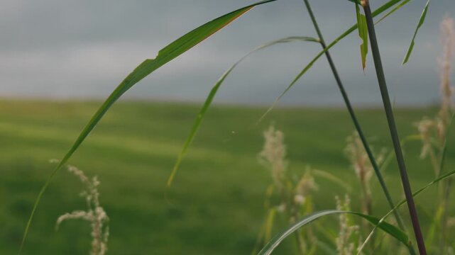 Close-up of grass blades with a gray sky and gently sloping grassland in the background
