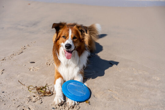 Happy Dog With Flying Disc On Sandy Beach During Summer Pet Play And Outdoor Recreation