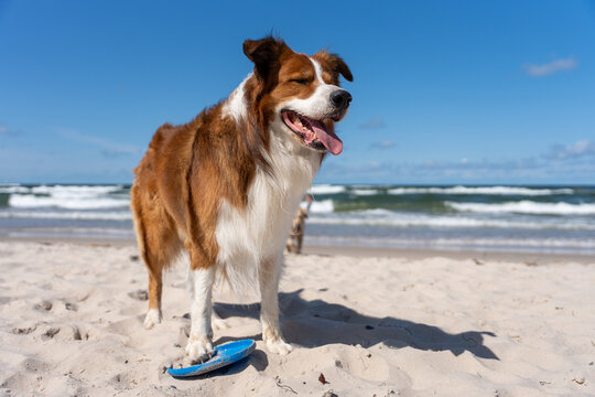 Happy Dog With Flying Disc On Beach By Sea During Summer Pet Sport And Outdoor Recreation