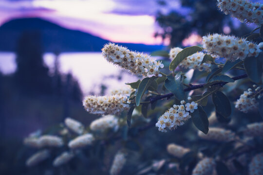 Nature and tranquility concept, white bird cherry blossoms blooming on a tree branch with a blurred lake and mountain landscape at sunset in spring