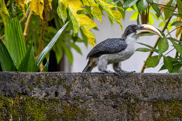Beautiful Sri Lankan Grey Hornbill © LahiruS