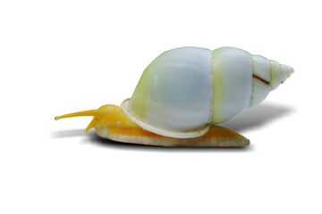 Amphidromus snail isolated on white background. This has clipping path. © Sanit