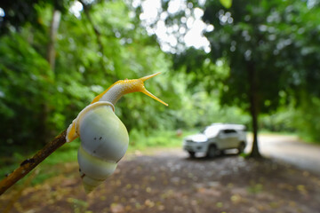 Amphidromus snail crawl on a branch © Sanit