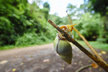 Amphidromus snail crawl on a branch © Sanit