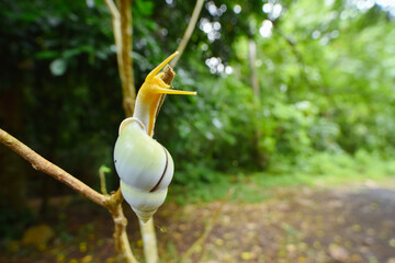 Amphidromus snail crawl on a branch © Sanit