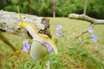 Amphidromus snail crawl on a branch © Sanit