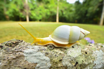 Amphidromus snail crawl on a branch © Sanit