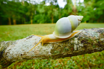 Amphidromus snail crawl on a branch © Sanit