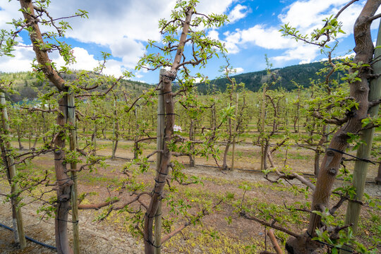 Sustainable agriculture and fruit farming, apple orchard with young trees in spring season for food production and organic harvest industry in rural landscape