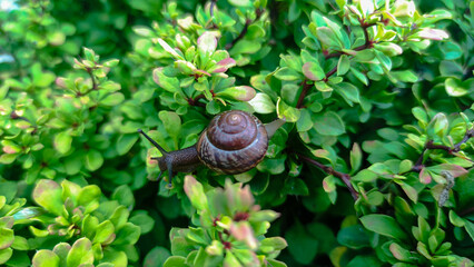 A small brown snail crawls across bright green lush foliage, natural environment, slow wildlife observation, springtime nature. © Nastassia