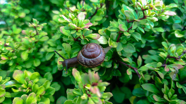 A small brown snail crawls across bright green lush foliage, natural environment, slow wildlife observation, springtime nature.