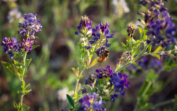 Pollination and biodiversity, honey bee collecting nectar from purple alfalfa flowers in a summer meadow for environmental conservation and ecosystem health