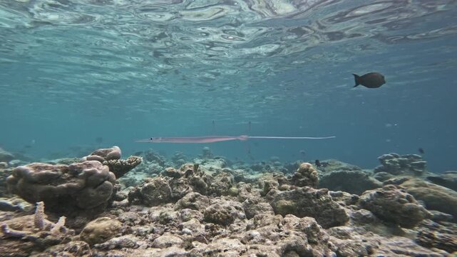 A slender cornetfish glides above coral rubble in a sunlit shallow Maldives lagoon, its tubular snout and long tail filament visible as the camera tracks alongside.