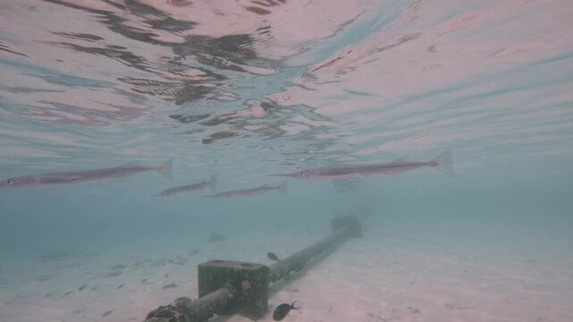 A small school of slender needlefish glides beneath the rippling surface of a tropical Maldives lagoon above a sandy seabed and submerged marine structure.