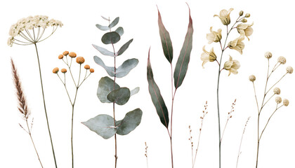 Watercolor illustration set of dried wild flowers and leaves © Belas
