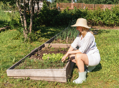 Woman in straw hat and rubber boots squats by wooden raised bed filled with herbs dill, lettuce, against a green garden backdrop. Healthy living, organic growing, relaxed, slow-paced rural living