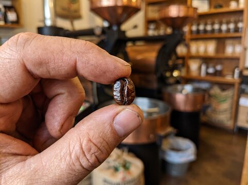 Close up of male hand holding single roasted coffee bean in roastery