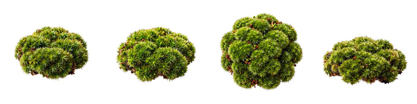 Isolated clumps of haircap moss reveal intricate details against a black backdrop