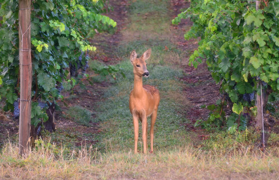 Biche dans les vignes
