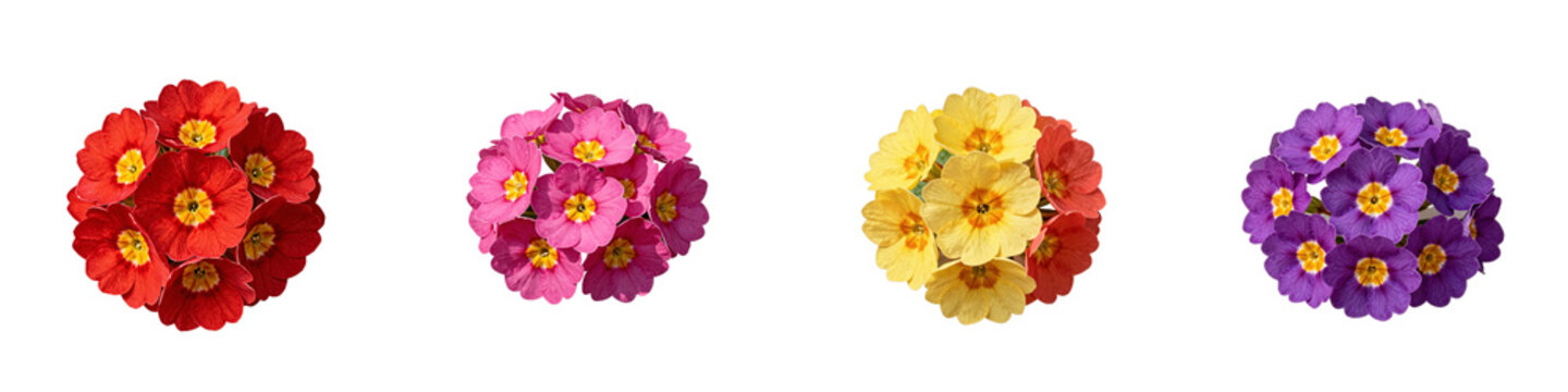 Four primrose obconica flowers in full bloom are arranged in a row, isolated on black