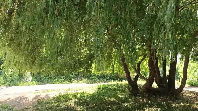 Willow Tree Branches Swaying in the Wind, Green Summer Foliage, Horizontal Nature Copy Space Background