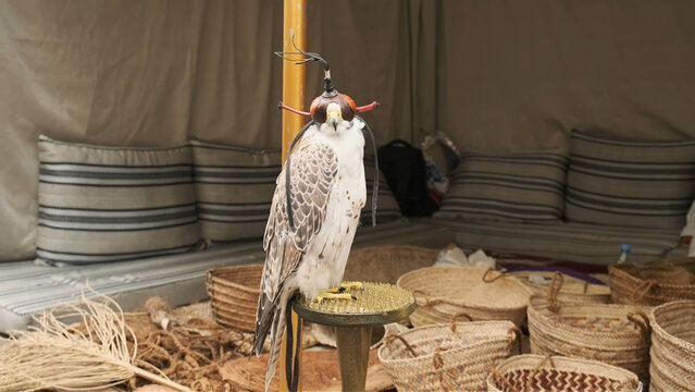 Falcon on perch stays alert under hood, its white chest and patterned wings visible as it faces forward.