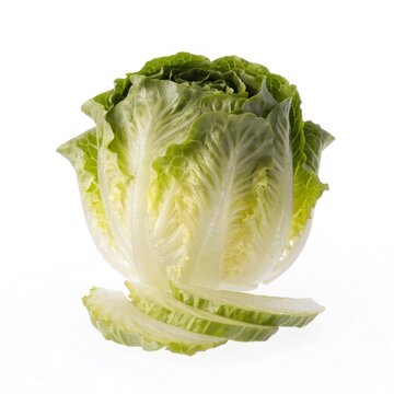 Cabbage