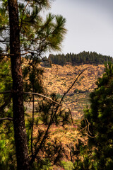 Paisaje en un área recreativa de Gran Canaria. © CarlosHerreros