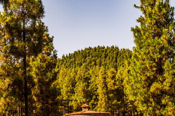Paisaje en un área recreativa de Gran Canaria. © CarlosHerreros