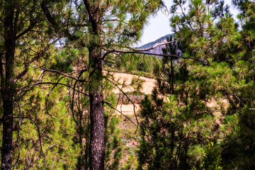 Paisaje en un área recreativa de Gran Canaria. © CarlosHerreros