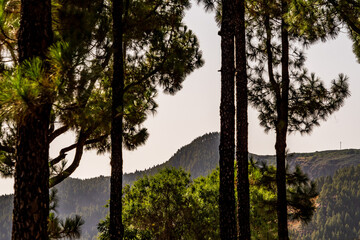 Paisaje en un área recreativa de Gran Canaria. © CarlosHerreros