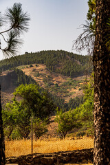 Paisaje en un área recreativa de Gran Canaria. © CarlosHerreros