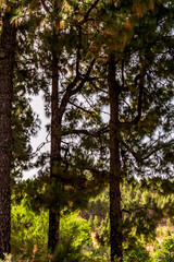 Paisaje en un área recreativa de Gran Canaria. © CarlosHerreros