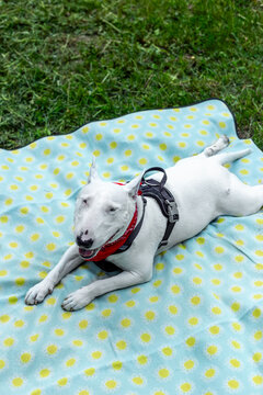 Bull terrier portrait outdoors in park - expressive dog in soft natural light, modern pet photography