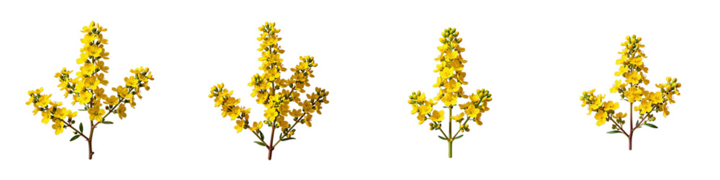 Collection of shrubby senna plant branches isolated on black background