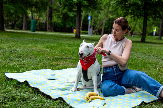 Happy picnic with bull terrier in park - playful young woman enjoying summer outdoor lifestyle with her dog