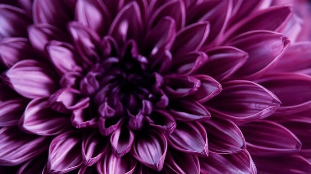 Purple Dahlia Flower Closeup with Layered Petals and Dramatic Floral Texture, Dark Center