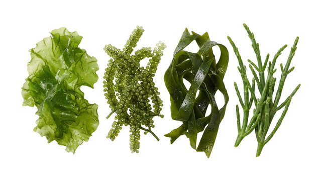 Fresh edible seaweed collection, green sea grapes and wakame kelp variety, organic marine algae for sushi and healthy asian cuisine isolated PNG with Transparent Background