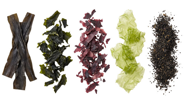 Dried seaweed collection, assorted edible sea vegetable varieties, organic kelp and wakame for culinary use isolated PNG with Transparent Background