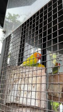 4K video footage of yellow and orange Fischer lovebirds in a metal aviary cage with wooden nesting boxes. The colorful exotic pet birds are perching and looking around.