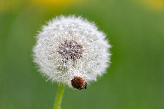 Pusteblume nah