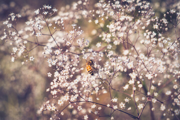Pollination and biodiversity, honey bee collecting nectar from small white flowers in a meadow during spring for environmental conservation and nature © Magic and Flow Media