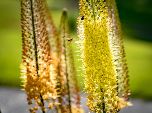 Pollination and biodiversity, honey bee flying to yellow foxtail lily flower in summer garden for environmental conservation and ecosystem health