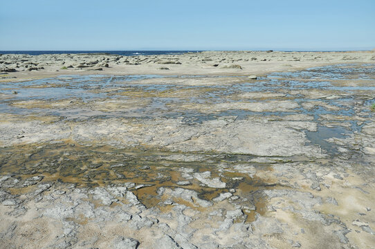 潮が引いた千畳敷海岸の広大な岩棚/Vast Rocky Shore and Tide Pools at Senjojiki Coast