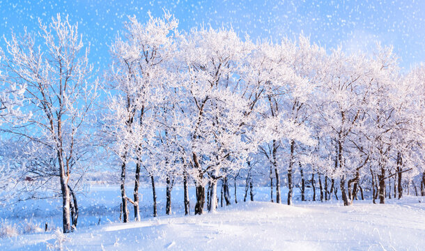Winter forest background. A row of heavily frosted trees against a bright blue sky. Falling snowflakes and white snow covering the ground in a snowy park