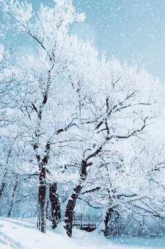 Winter forest trees background. Dark frosted trees and heavy falling snow on a snow-covered path with a small bridge visible in the background of a cold park