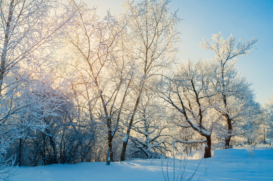 Winter forest landscape, suitable for Christmas, New Year and winter solstice design. Sprawling snowy trees on a snow covered hillside. Sunlight and blue sky over a cold outdoor nature environment