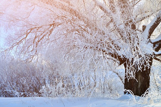 Winter forest background, beautiful deciduous tree with frosty branches in the snowy forest in sunny day
