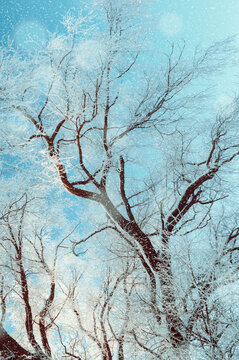 Winter tree branches landscape, scenic frosty forest with spreading trees covered with ice and snow under falling snowflakes