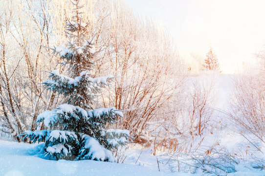Winter forest tree landscape. A snow-covered spruce tree in a white field. Pink and golden sunlight shining through snowy trees in a warm winter sunset
